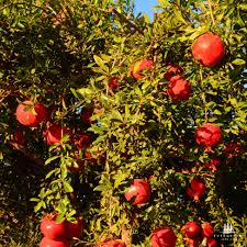 Pomegranate seeds (Punica granatum) (at least 25 seeds)