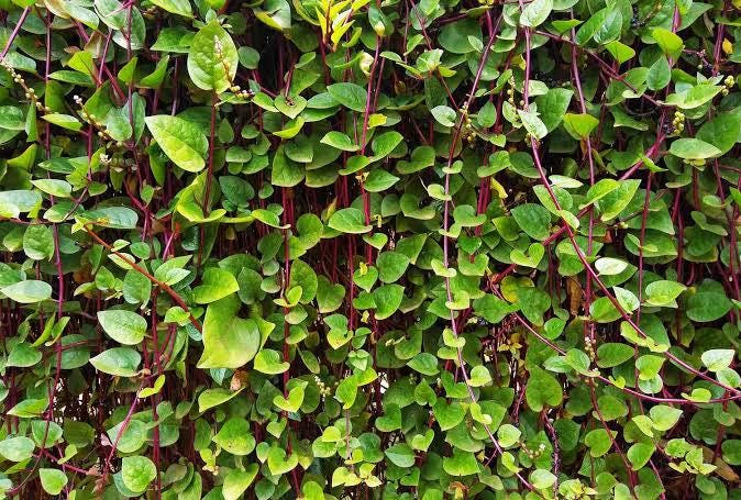 Red malabar spinach live vine sprouts (4-pack) (Basella alba rubra)
