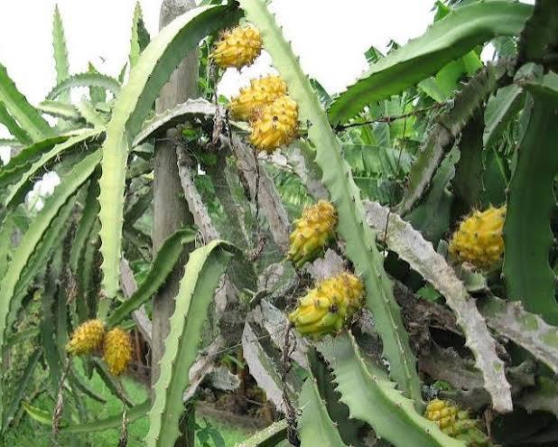 Yellow dragon fruit cactus seeds (at least 40 seeds) (Selenicereus megalanthus, synonym Hylocereus megalanthus)