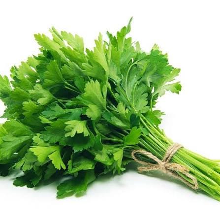 Freshly picked Italian parsley sprigs (Petroselinum crispum)