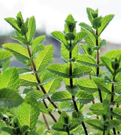 Freshly picked mint sprigs (Mentha)