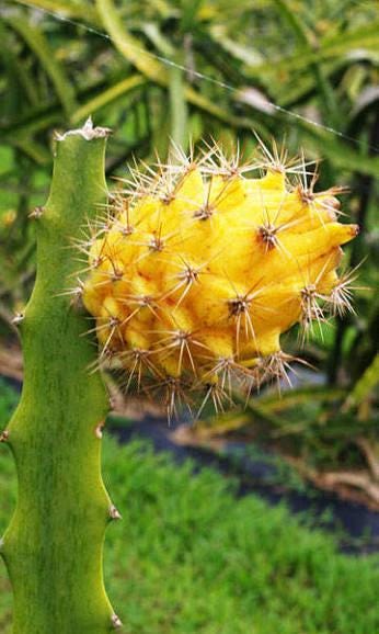 Yellow dragon fruit live cactus sprouts (4-pack) (Selenicereus megalanthus, synonym Hylocereus megalanthus)
