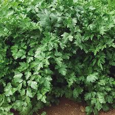 Freshly picked Italian parsley sprigs (Petroselinum crispum)
