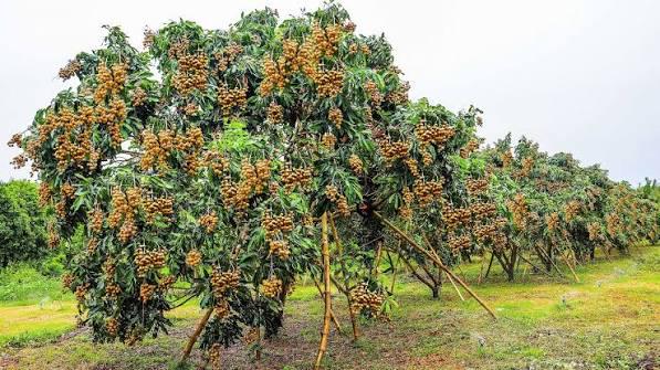 Longan tree live sprouts (1 tree sprout) (Dimocarpus longan)