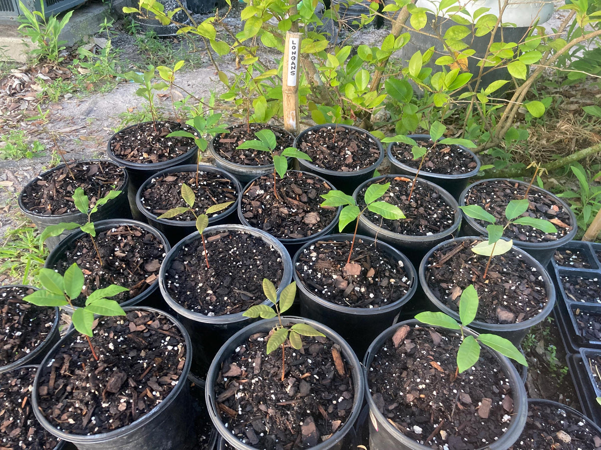 Longan tree live sprouts (1 tree sprout) (Dimocarpus longan)