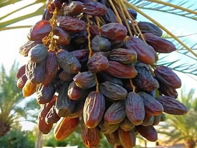 Medjool date palm seeds (Phoenix dactylifera medjool)