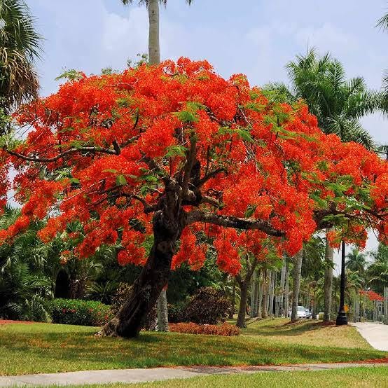 Royal poinciana seeds - packet of 20 (Delonix regia)