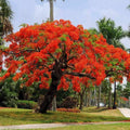 Royal poinciana seeds - packet of 20 (Delonix regia)