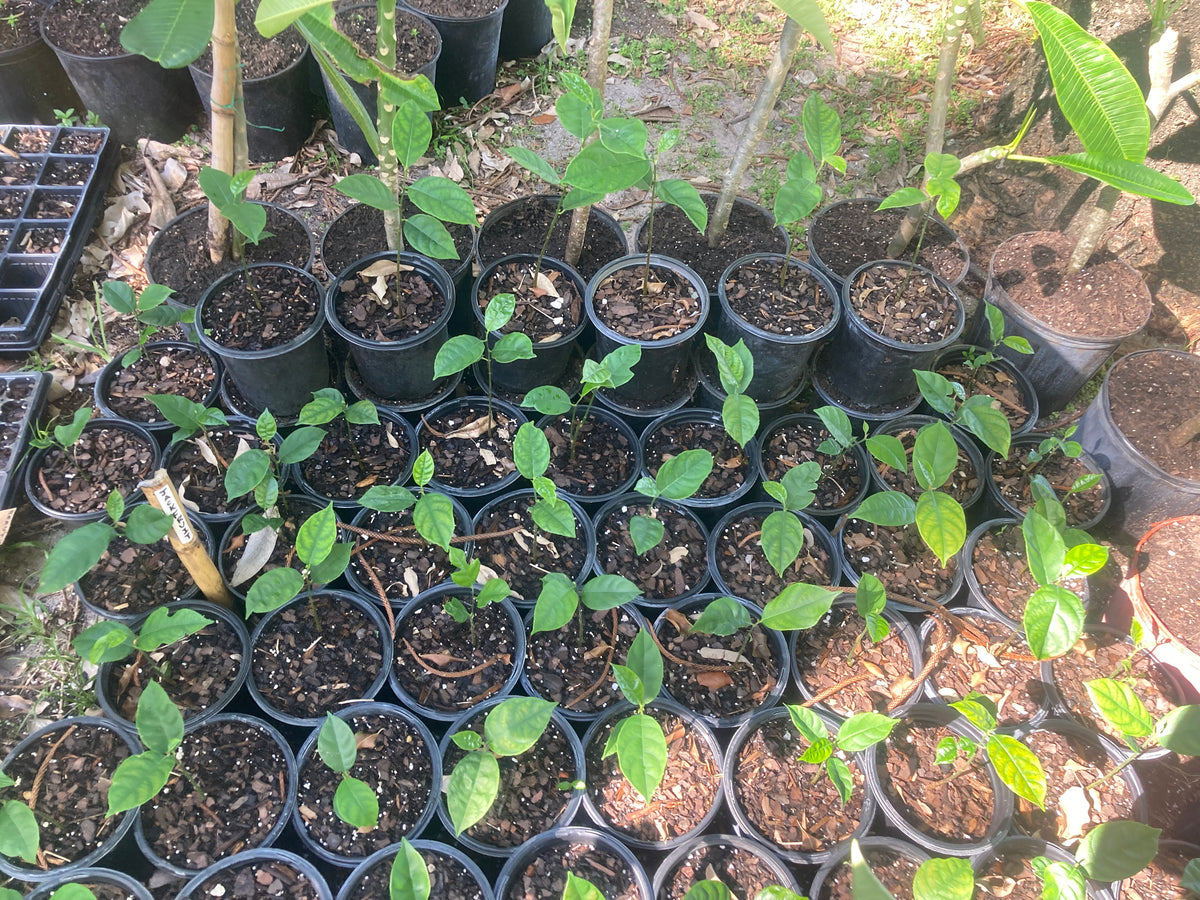 Jackfruit live sprouts (Artocarpus heterophyllus) – 1 tree sprout