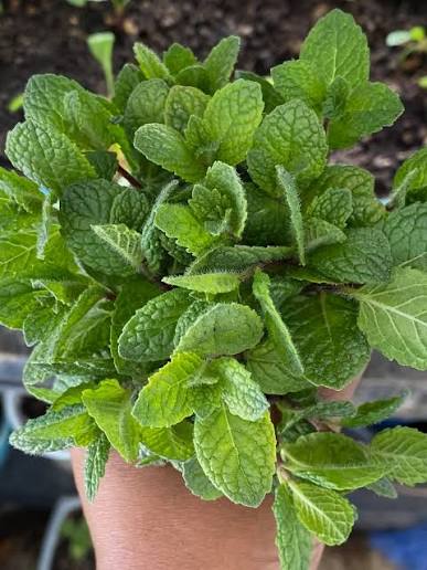 Freshly picked mint sprigs (Mentha)