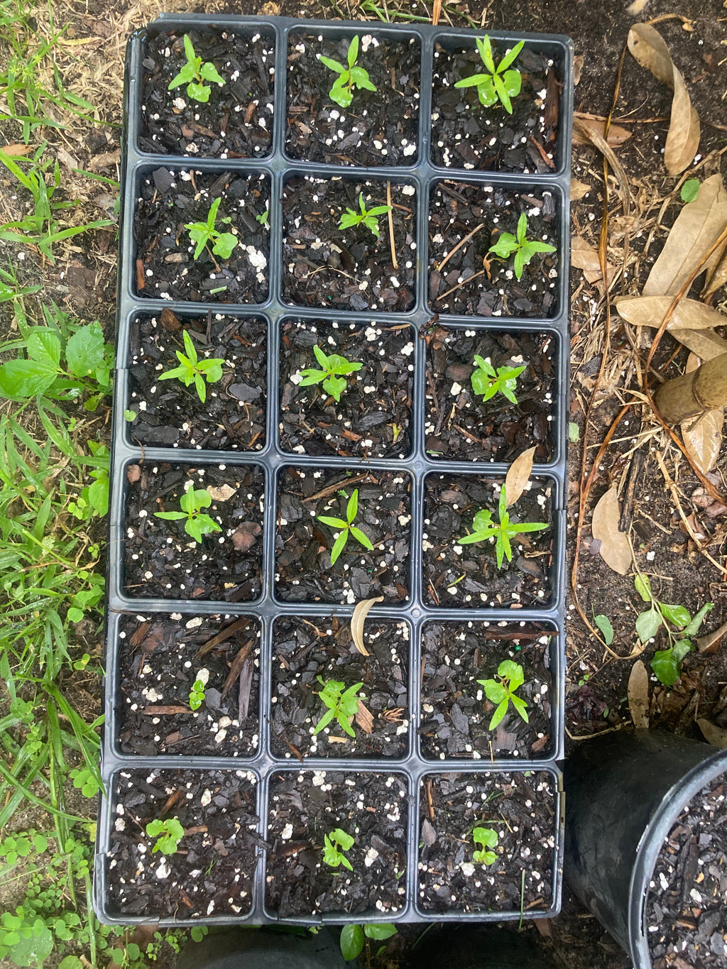 Pomegranate tree live sprouts (4-tree sprout pack) (Punica granatum)