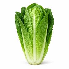 Romaine lettuce seeds (Parris Island variety) (harvested 2026) (Lactuca sativa)