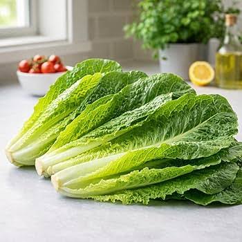 Romaine lettuce seeds (Parris Island variety) (harvested 2026) (Lactuca sativa)