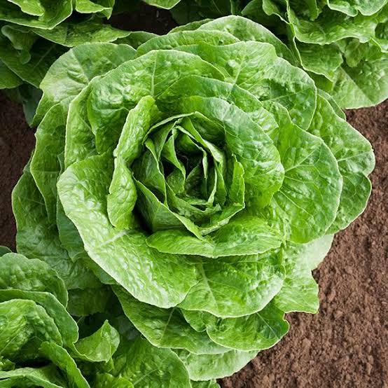 Romaine lettuce seeds (Parris Island variety) (harvested 2026) (Lactuca sativa)