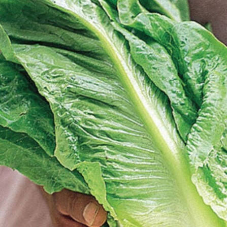Romaine lettuce seeds (Parris Island variety) (harvested 2026) (Lactuca sativa)