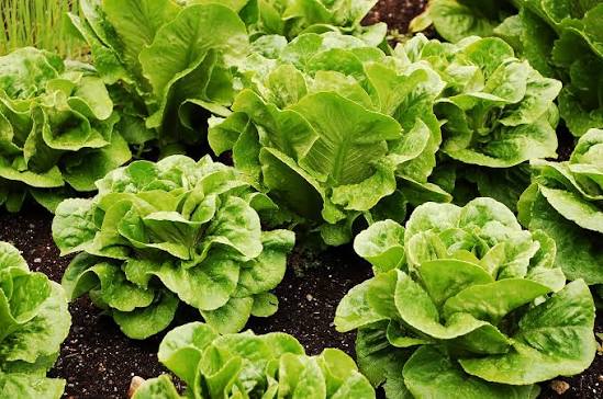 Romaine lettuce seeds (Parris Island variety) (harvested 2026) (Lactuca sativa)