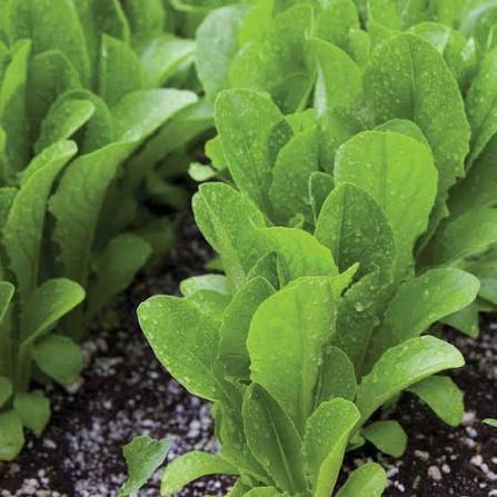 Romaine lettuce seeds (Parris Island variety) (harvested 2026) (Lactuca sativa)
