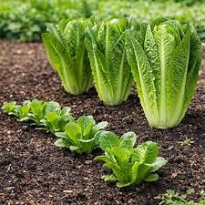 Romaine lettuce seeds (Parris Island variety) (harvested 2026) (Lactuca sativa)