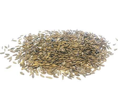 Romaine lettuce seeds (Parris Island variety) (harvested 2026) (Lactuca sativa)