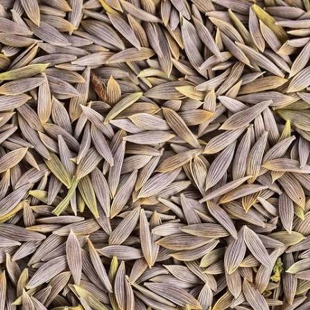 Romaine lettuce seeds (Parris Island variety) (harvested 2026) (Lactuca sativa)