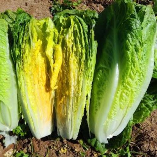 Romaine lettuce seeds (Parris Island variety) (harvested 2026) (Lactuca sativa)