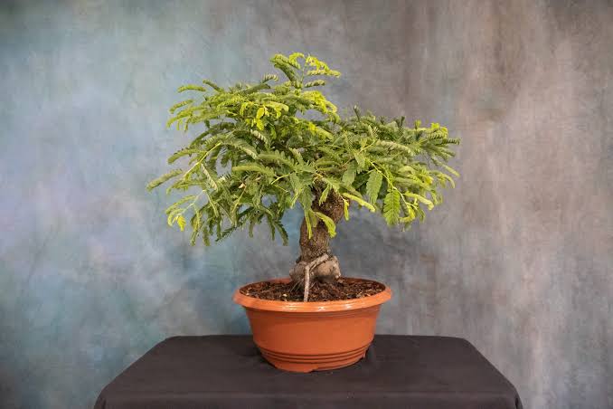 Tamarind seeds - packet of 10 (Tamarindus indica)