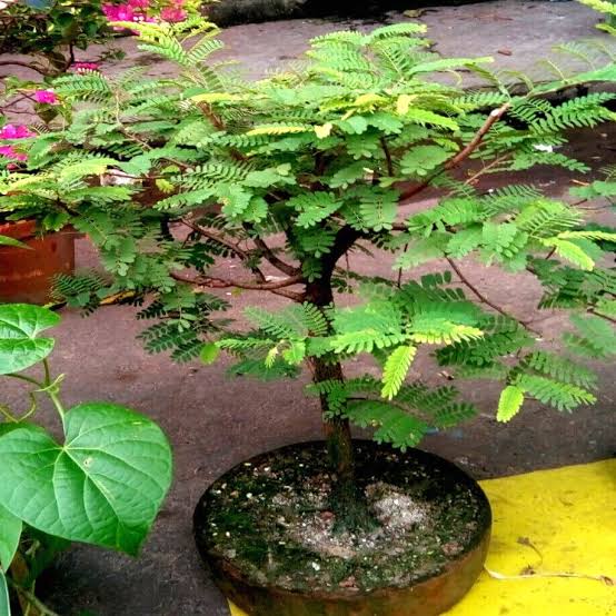 Tamarind seeds - packet of 10 (Tamarindus indica)