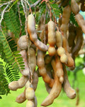 Tamarind seeds - packet of 10 (Tamarindus indica)