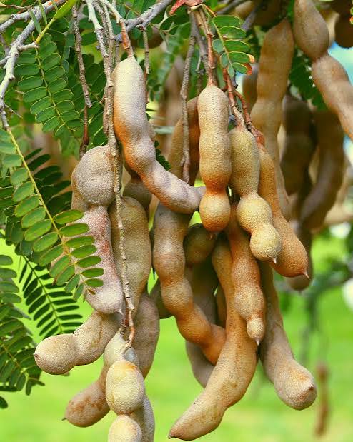 Tamarind seeds - packet of 10 (Tamarindus indica)
