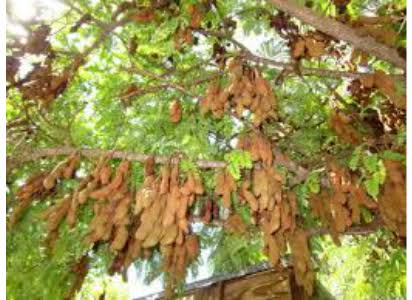 Tamarind seeds - packet of 10 (Tamarindus indica)
