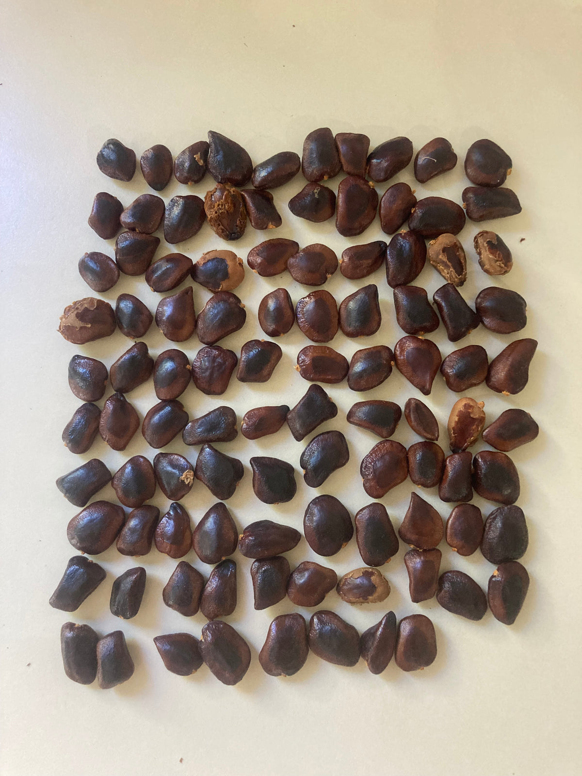 Tamarind seeds - packet of 10 (Tamarindus indica)
