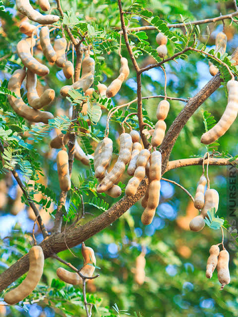 Tamarind seeds - packet of 10 (Tamarindus indica)