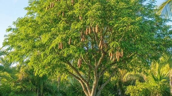 Tamarind seeds - packet of 10 (Tamarindus indica)